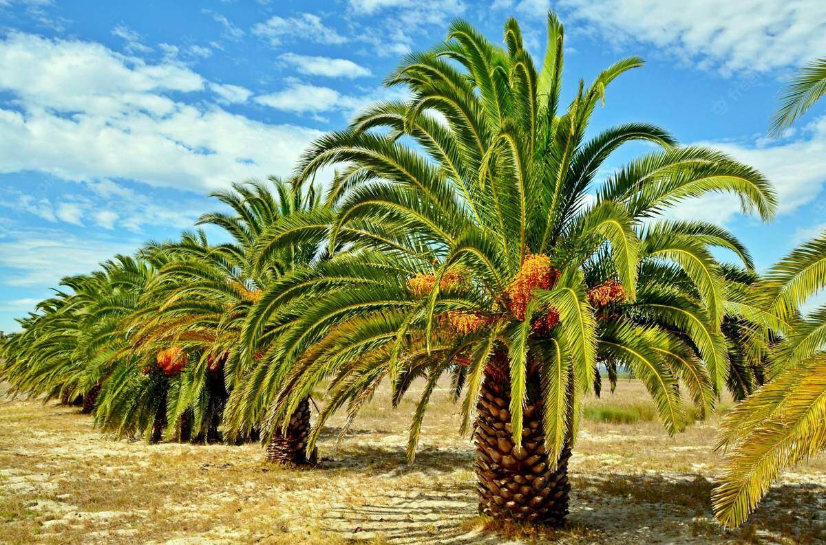 palm valley sampangi infra